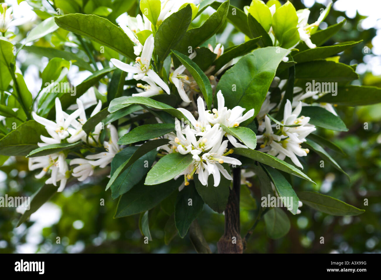Citrus unshiu Owari Satsuma in full flower Stock Photo, Royalty Free Image 10872507 Alamy