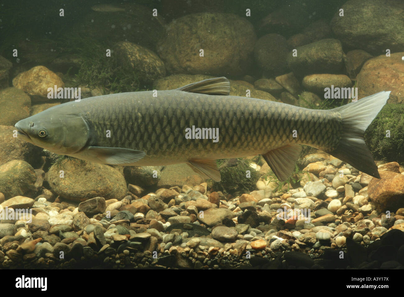 grass carp (Ctenopharyngodon idella), adult Stock Photo, Royalty Free