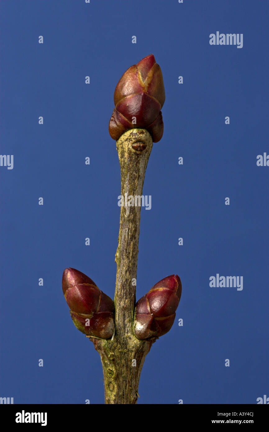 common lilac (Syringa vulgaris), buds in winter Stock Photo, Royalty