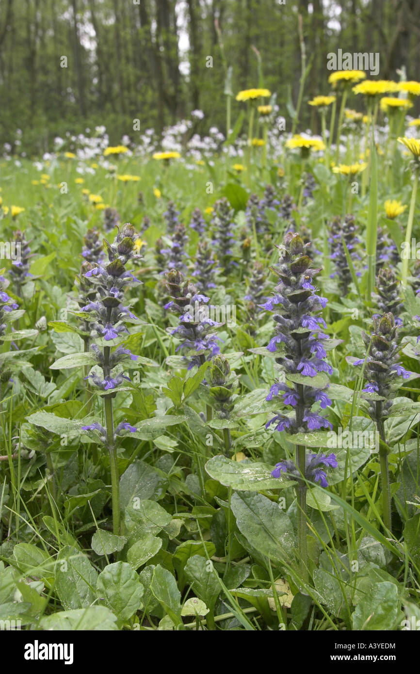common bugle, creeping bugleweed (Ajuga reptans), in a meadow with
