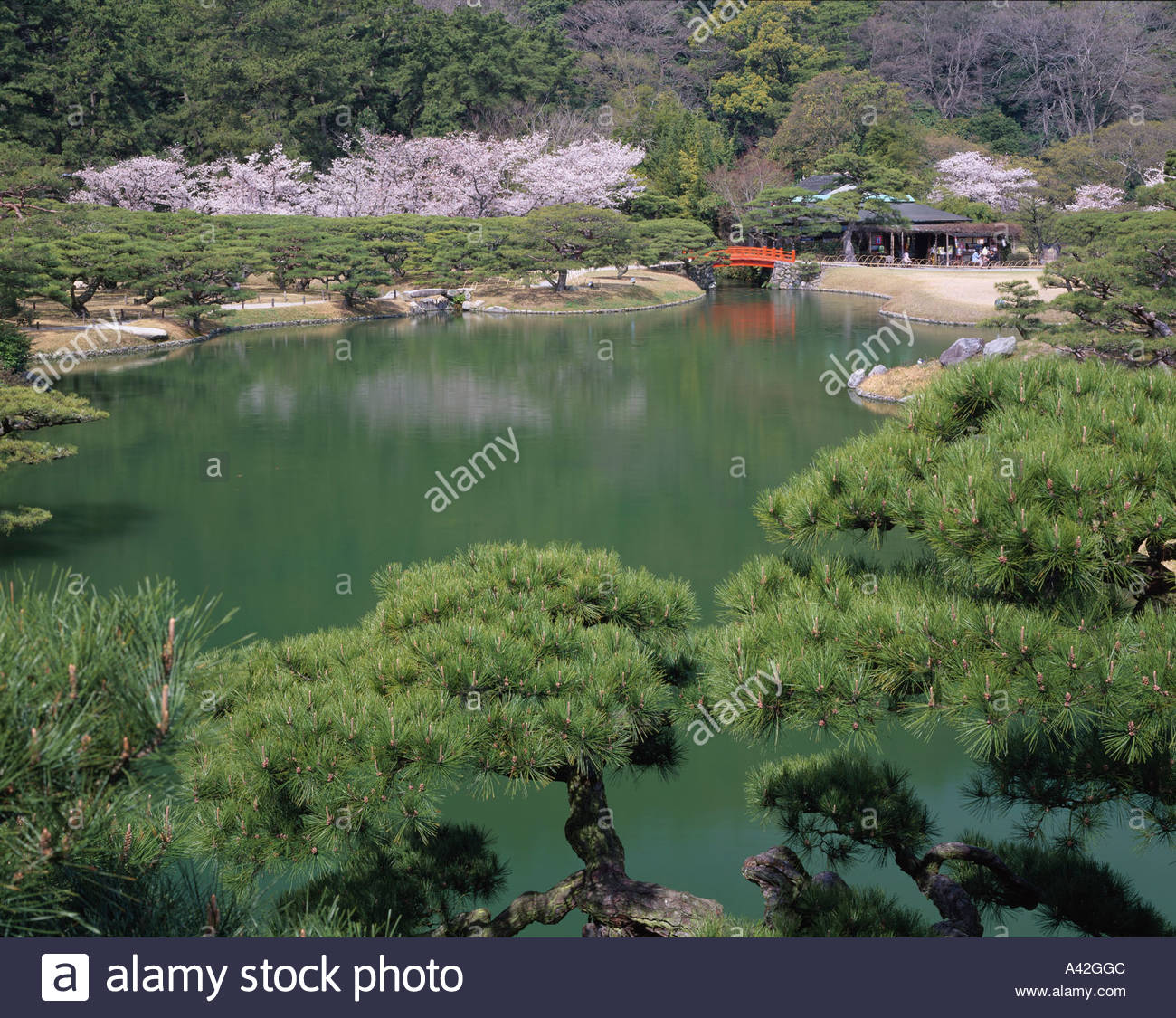 cherry blossom spring pine ritsurinkoen takamatsu kagawa japan mountain tree bridge pond garden garden people flower plant pink - Japanese Garden Cherry Blossom Bridge cherry blossom spring pine ritsurinkoen takamatsu kagawa japan mountain tree bridge pond garden garden people flower plant pink - Japanese Garden Cherry Blossom Bridge