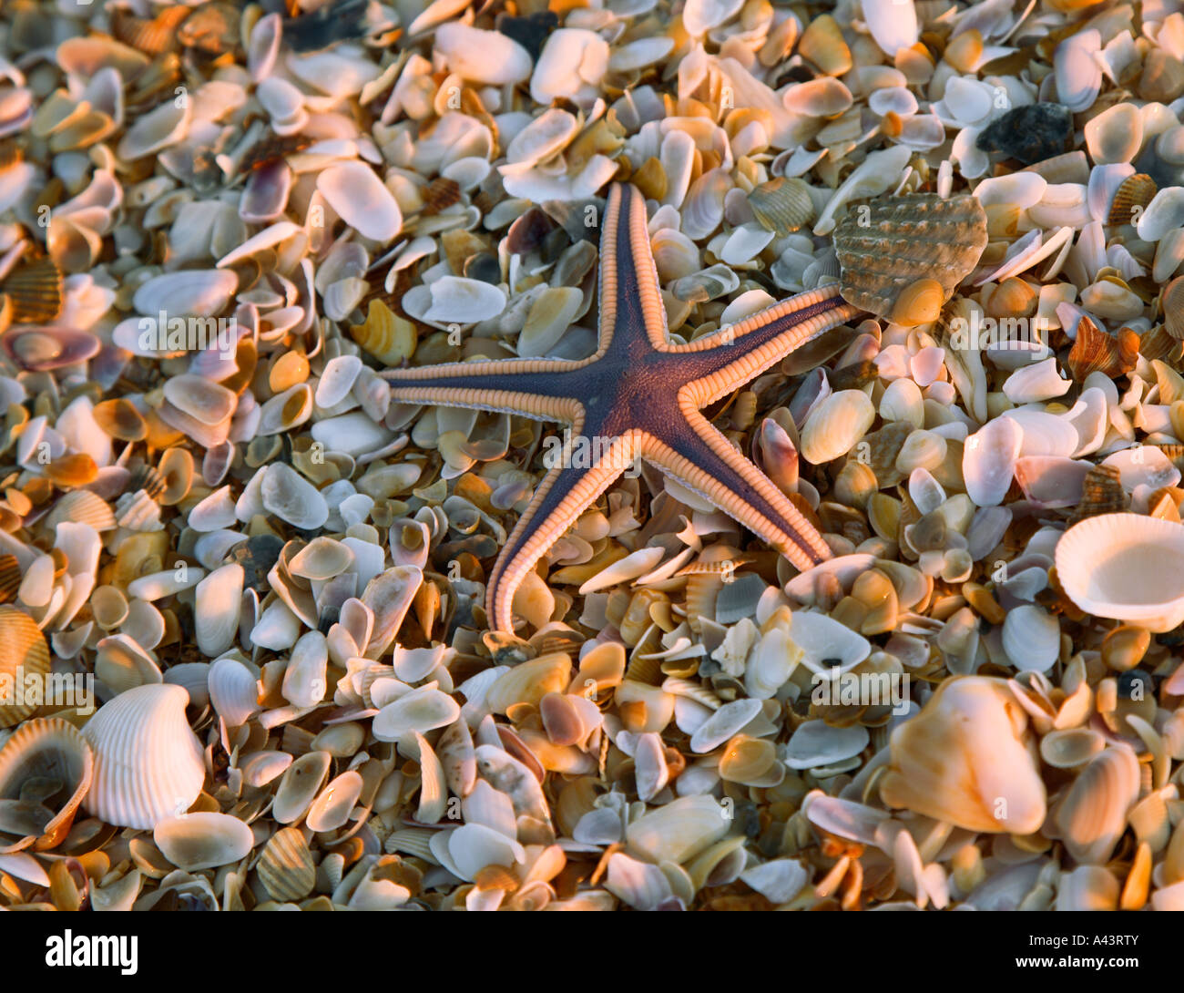 Starfish and shells on beach near St. Augustine, Florida, USA Stock