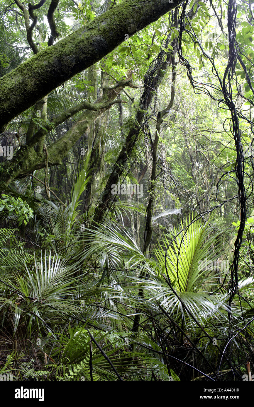 Rainforest Stock Photo, Royalty Free Image 10926034 Alamy