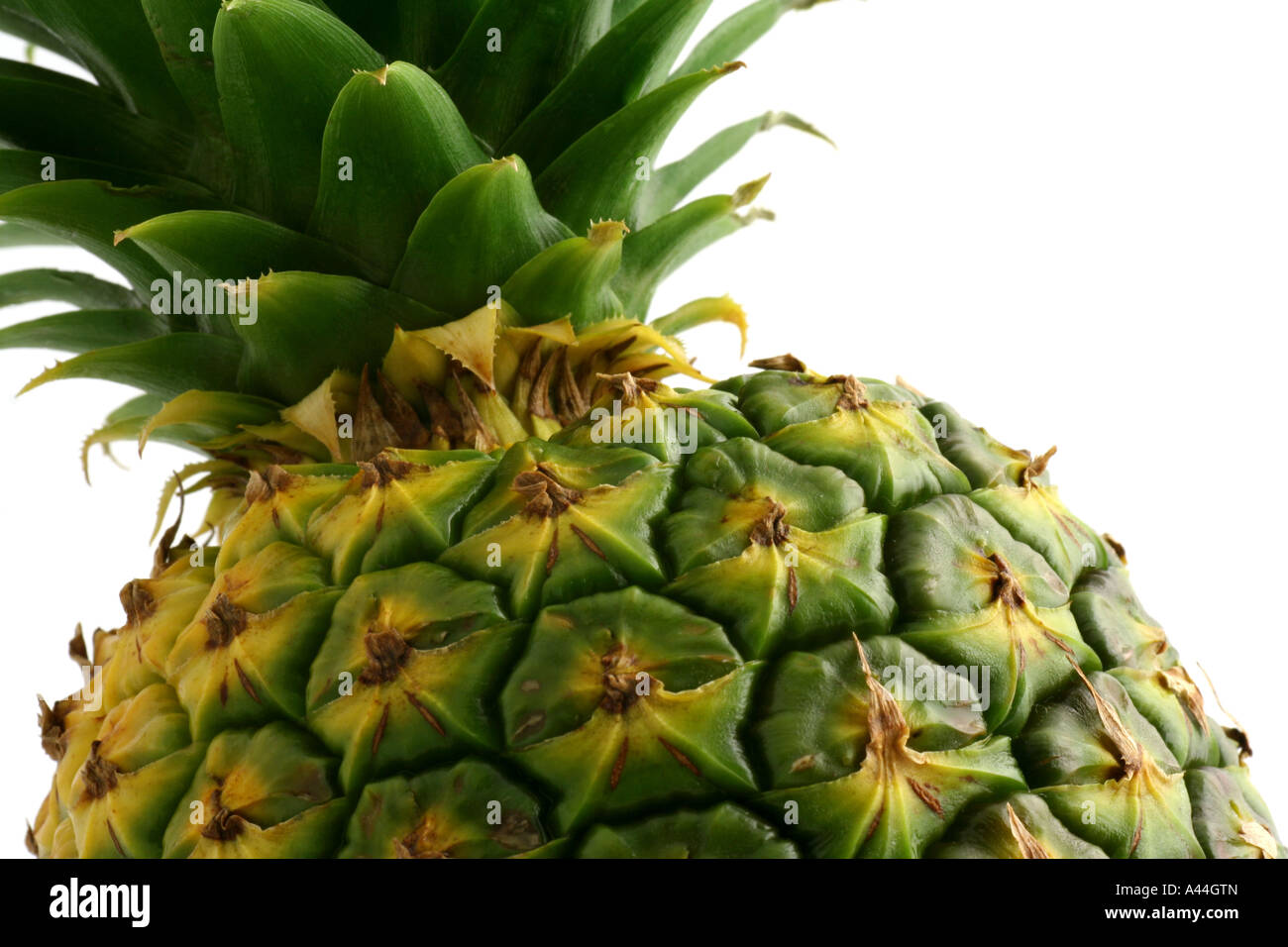 Pineapple Ananas Comosus Stock Photo Alamy