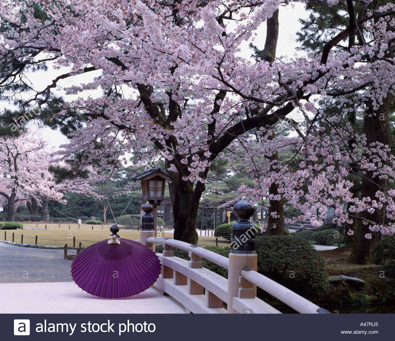 cherry blossoms umbrella kenrokuen garden kanazawa ishikawa japan garden garden lantern bridge tree flower pink - Japanese Garden Cherry Blossom Bridge cherry blossoms umbrella kenrokuen garden kanazawa ishikawa japan garden garden lantern bridge tree flower pink - Japanese Garden Cherry Blossom Bridge