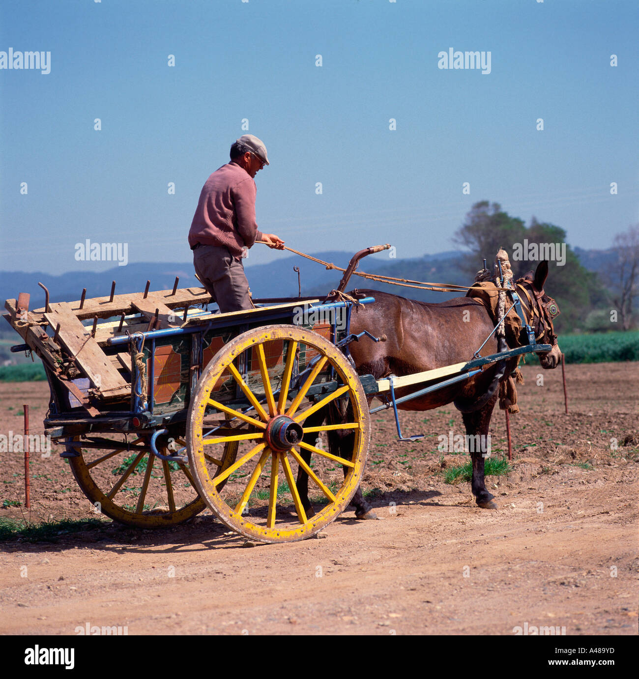 Mule cart Stock Photo, Royalty Free Image 6266748 Alamy