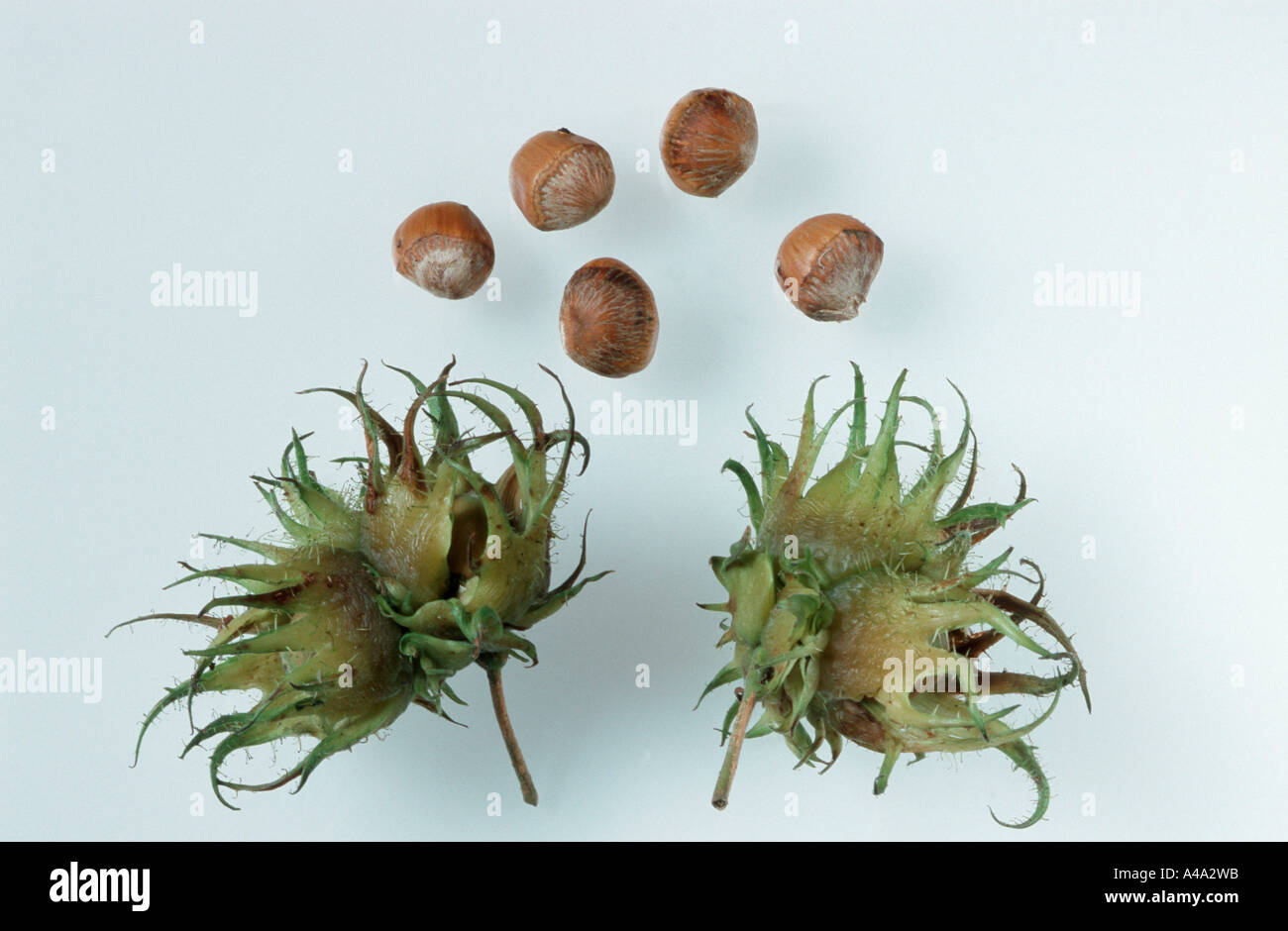 Turkish Filbert Stock Photo, Royalty Free Image 6276122 Alamy