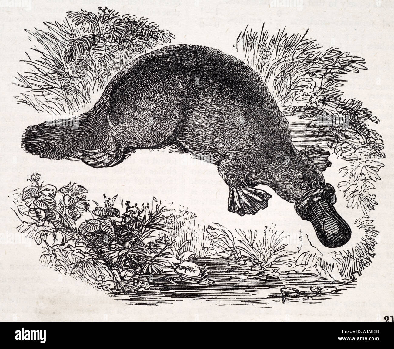 Duckbill Platypus Duckbill Platypus