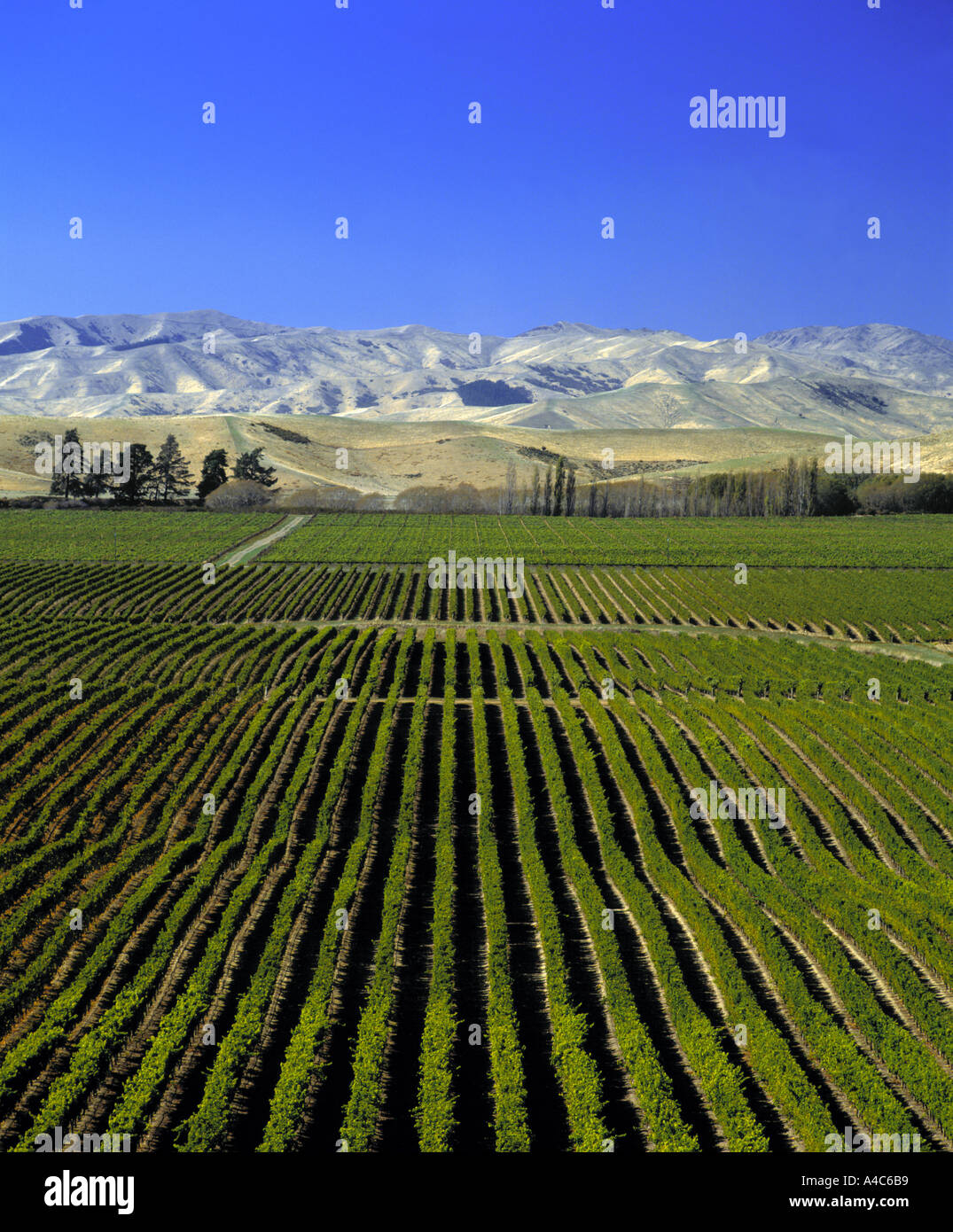 Montana Brancott Estate Vineyard Marlborough New Zealand Stock Photo