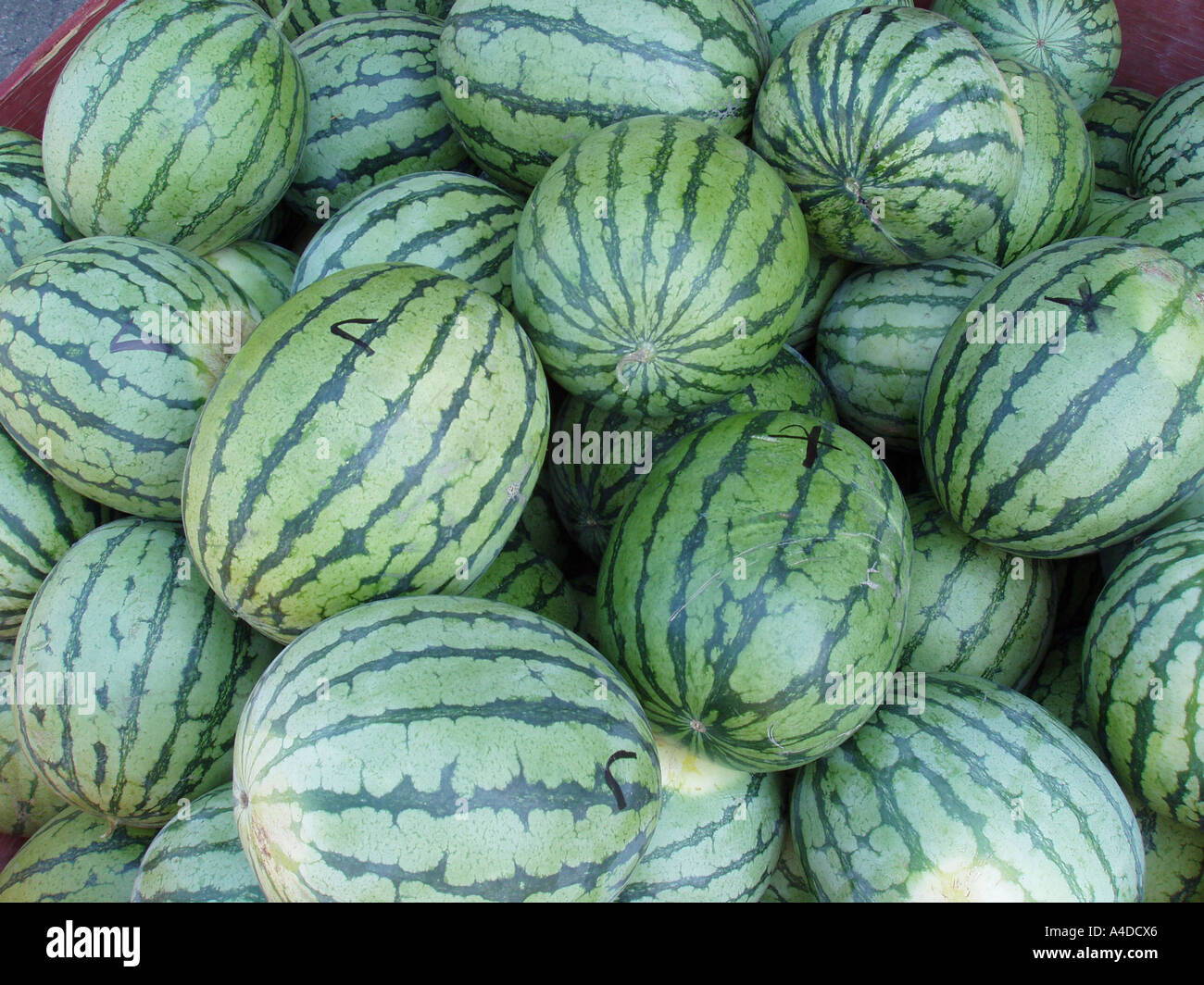 Download Shopping For Melons