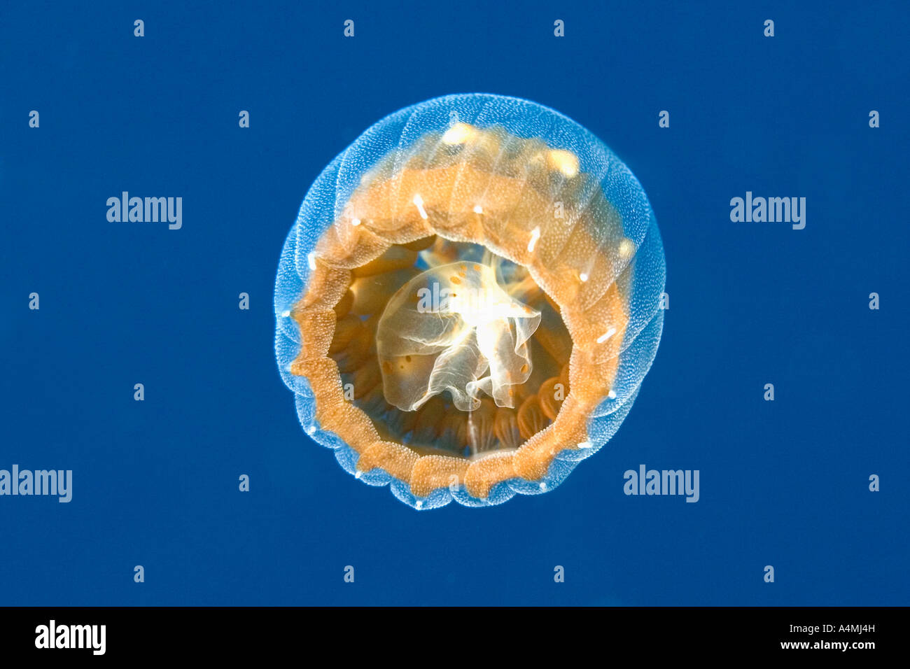 Jellyfish and Comb Jellies | Smithsonian Ocean Portal