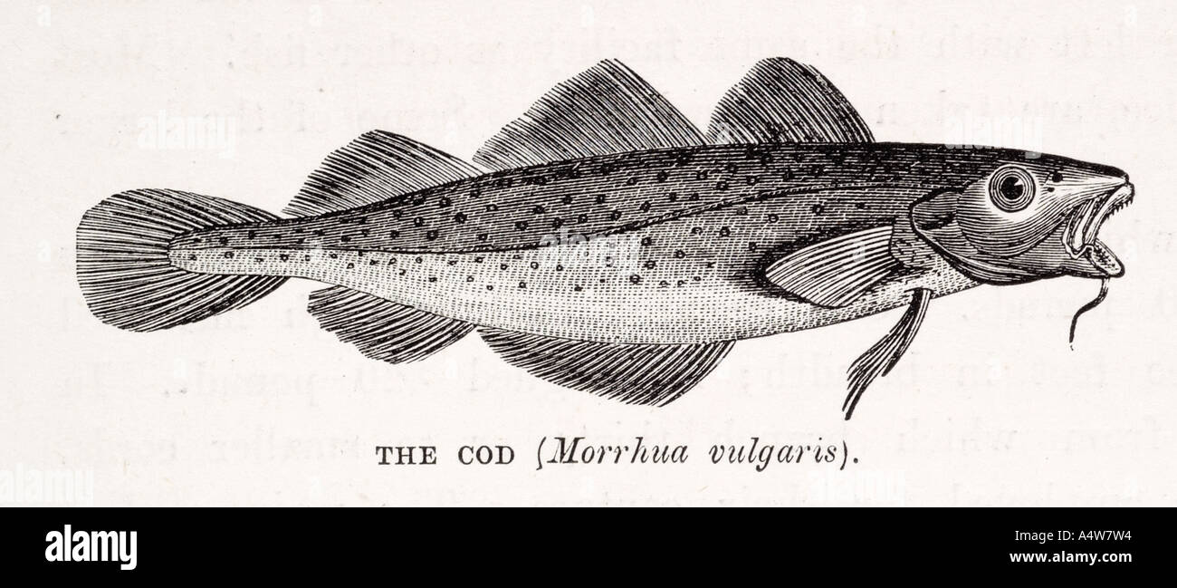 Cod animal