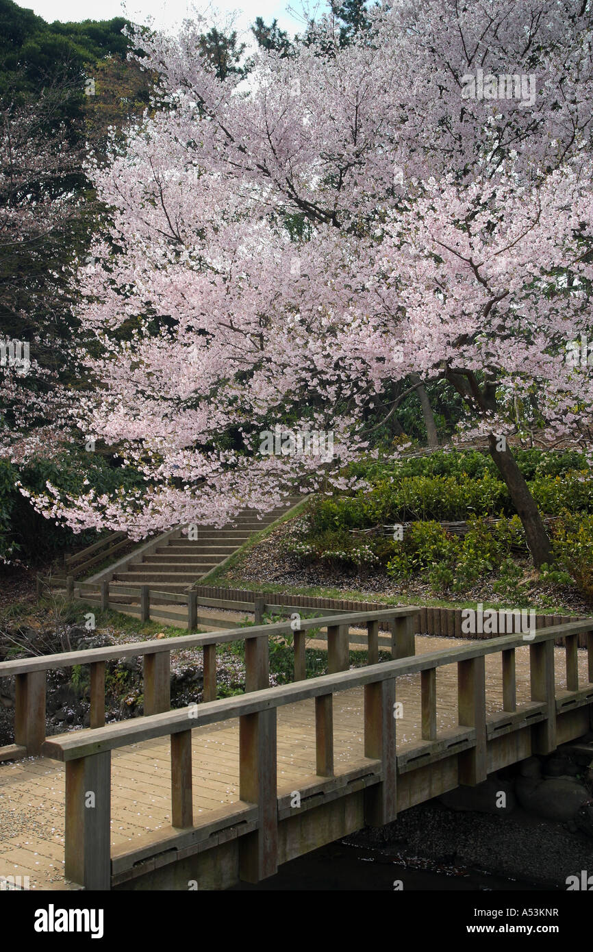 Japanese Garden Cherry Blossom Bridge tokyo japan travel sakura garden pink flower bridge pool bridge Japanese Garden Cherry Blossom Bridge tokyo japan travel sakura garden pink flower bridge pool bridge