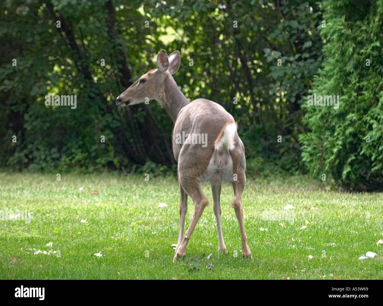 ANIMALS Riverwoods Illinois Whitetail Deer Doe Urinate In Backyard
