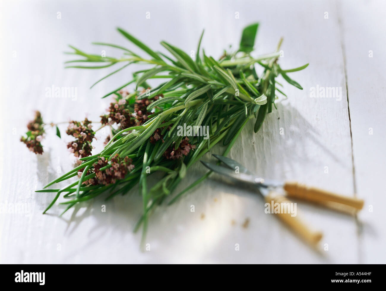 a-bunch-of-rosemary-and-a-pair-of-scisso