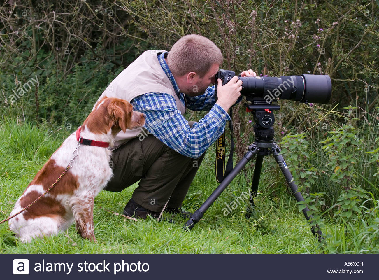 hund bretone