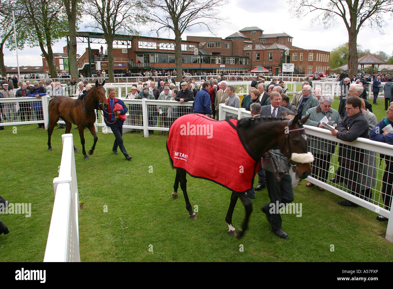 UK Yorkshire Ripon Races horses leaving the winners enclosure Stock
