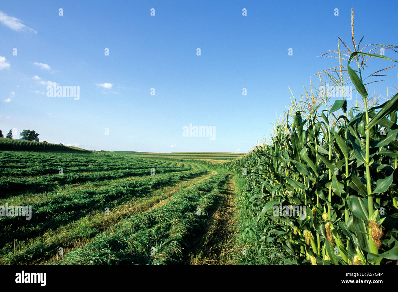 IOWA CORN FIELD IN LATE SUMMER. EXAMPLE OF STRIP FARMING Stock Photo, Royalty Free Image