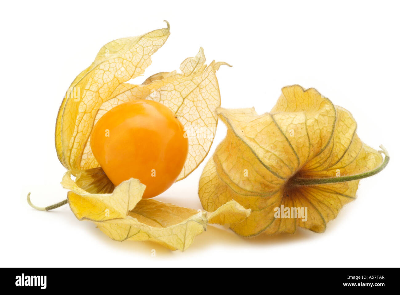 physalis cape gooseberry fruit fresh seasonal tropical exotic