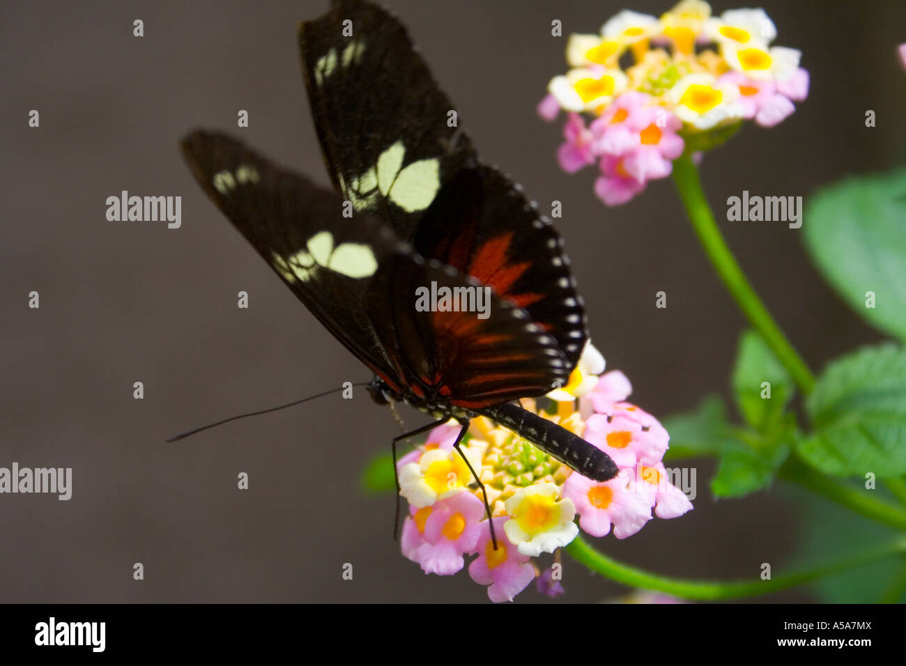 Heliconius Melpomene Postman Tropical Butterfly September 2005 Stock