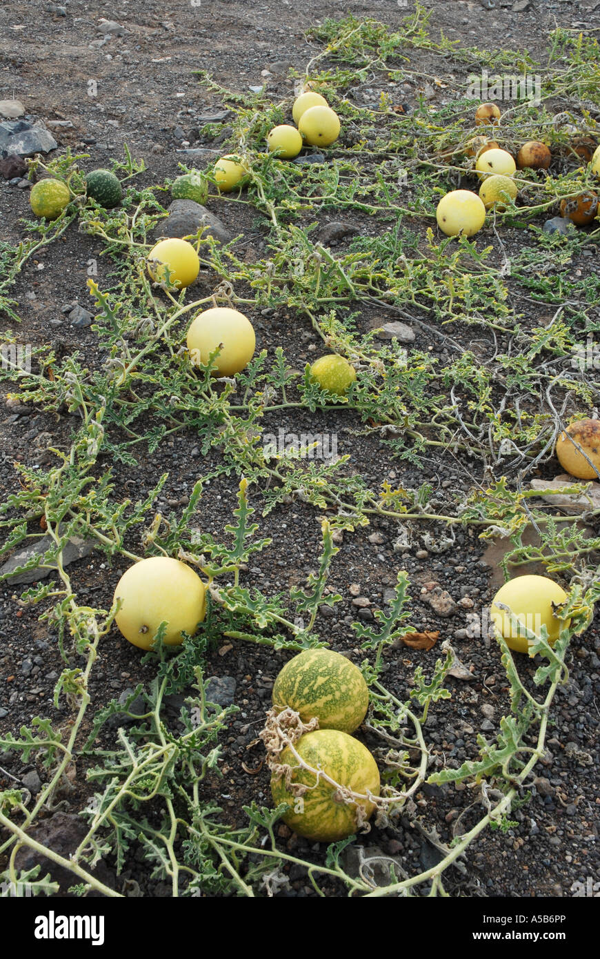 Wild Melon Wild Melon