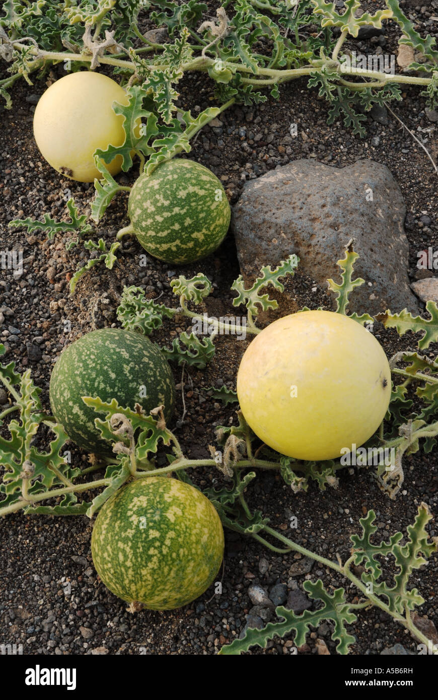 Wild Melon Wild Melon
