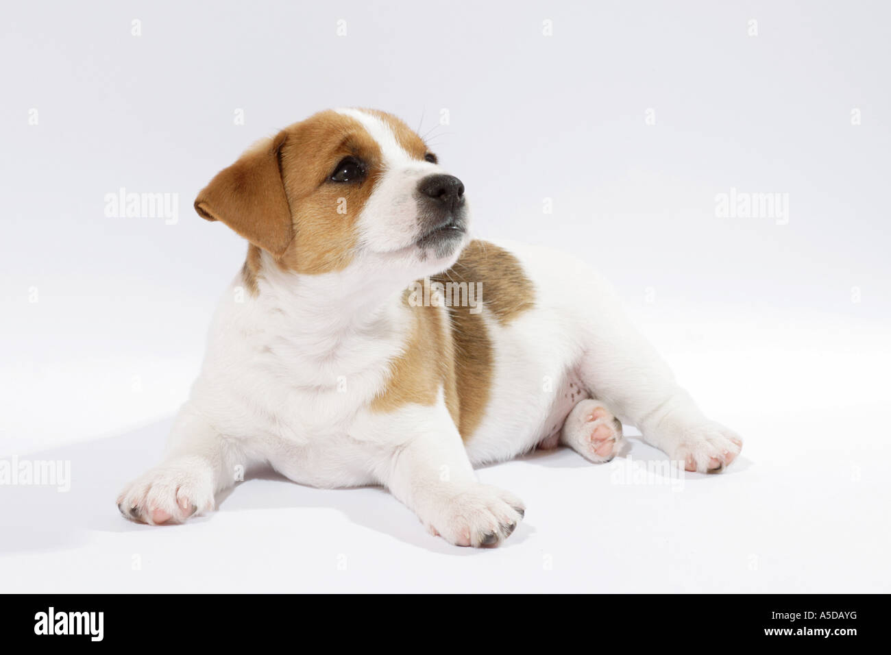 australian shepherd jack russell terrier jack russell terrier puppy cut out stock photo royalty free australian shepherd jack russell terrier jack russell terrier puppy cut out stock photo royalty free
