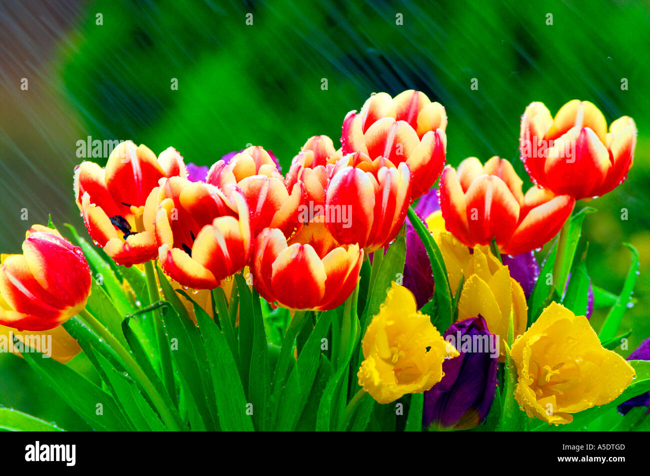 Rain Falling On Flowers Rain Falling On Flowers