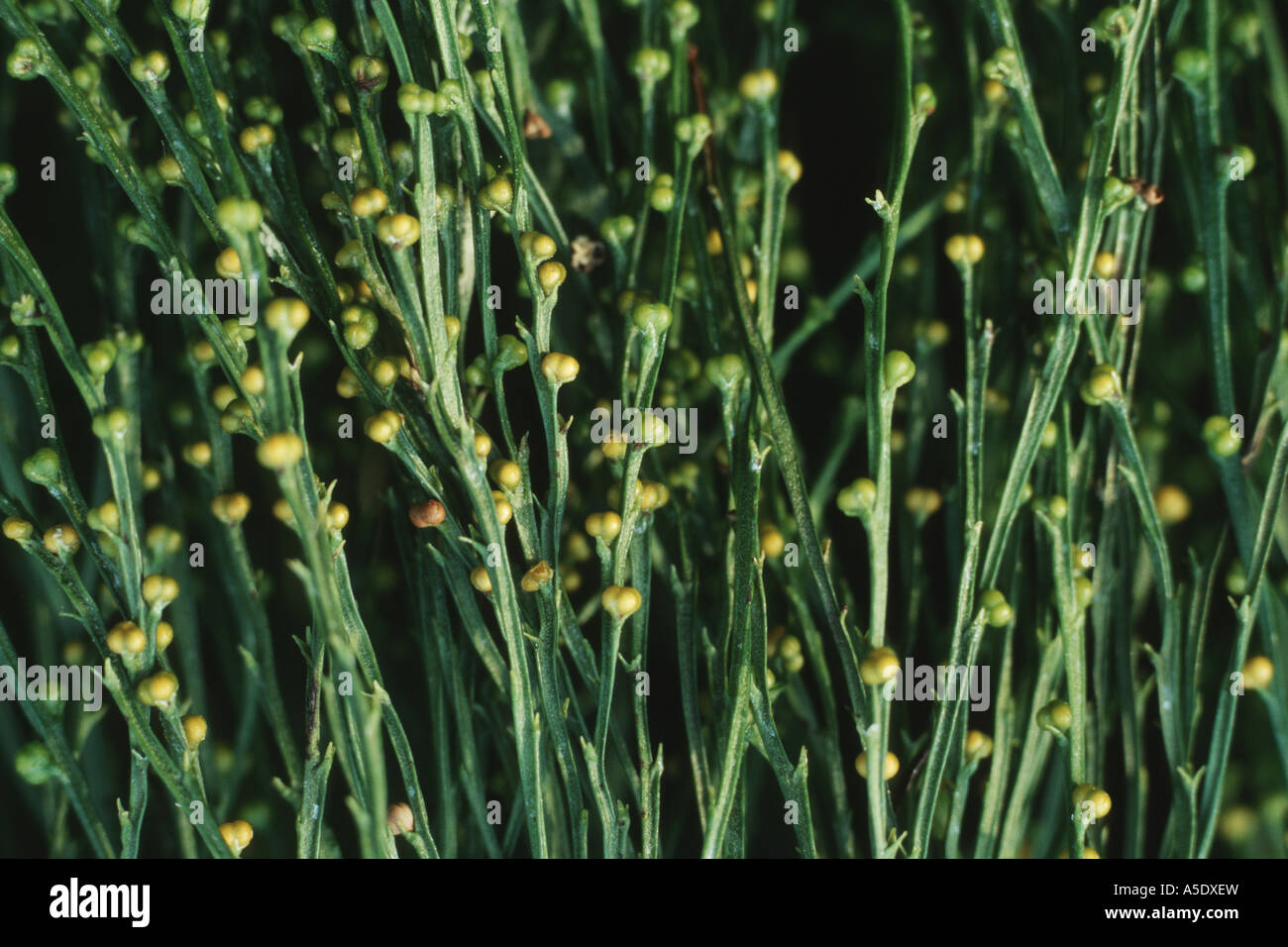 whisk Fern (Psilotum nudum), sprouts with spore cases Stock Photo