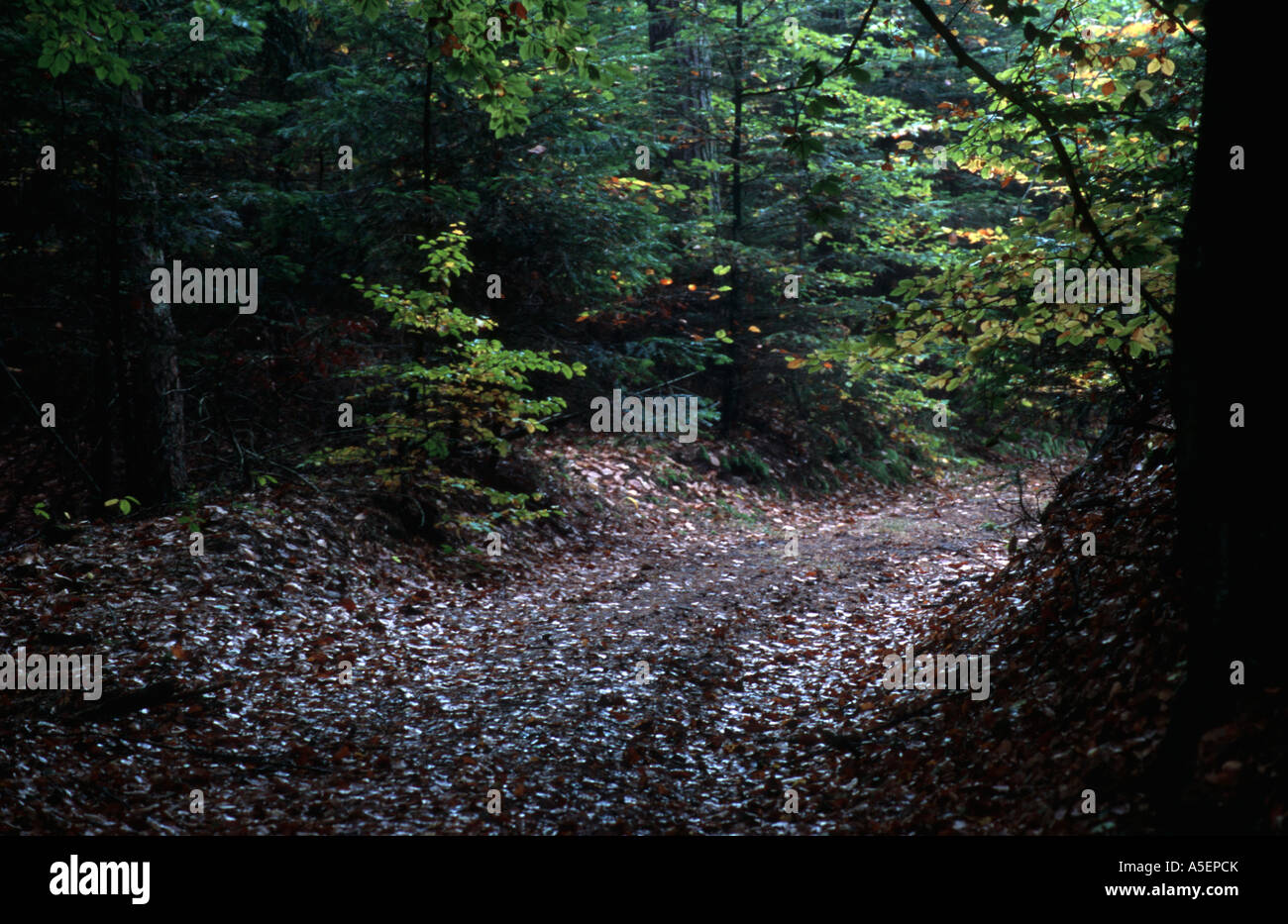 mysterious forest path Stock Photo, Royalty Free Image 11290866 Alamy