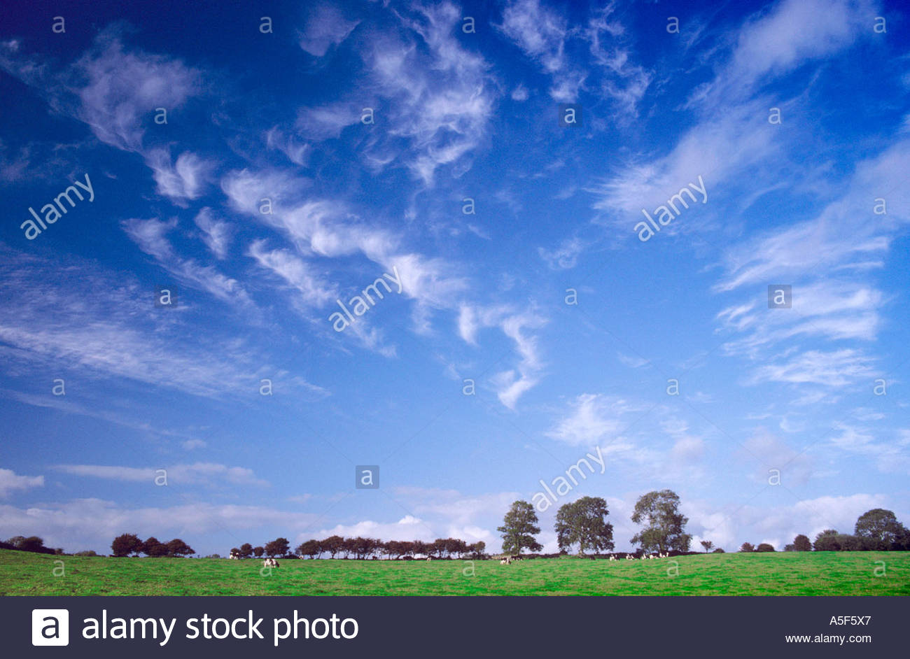 skyscape-of-clouds-and-trees-pembrokeshi