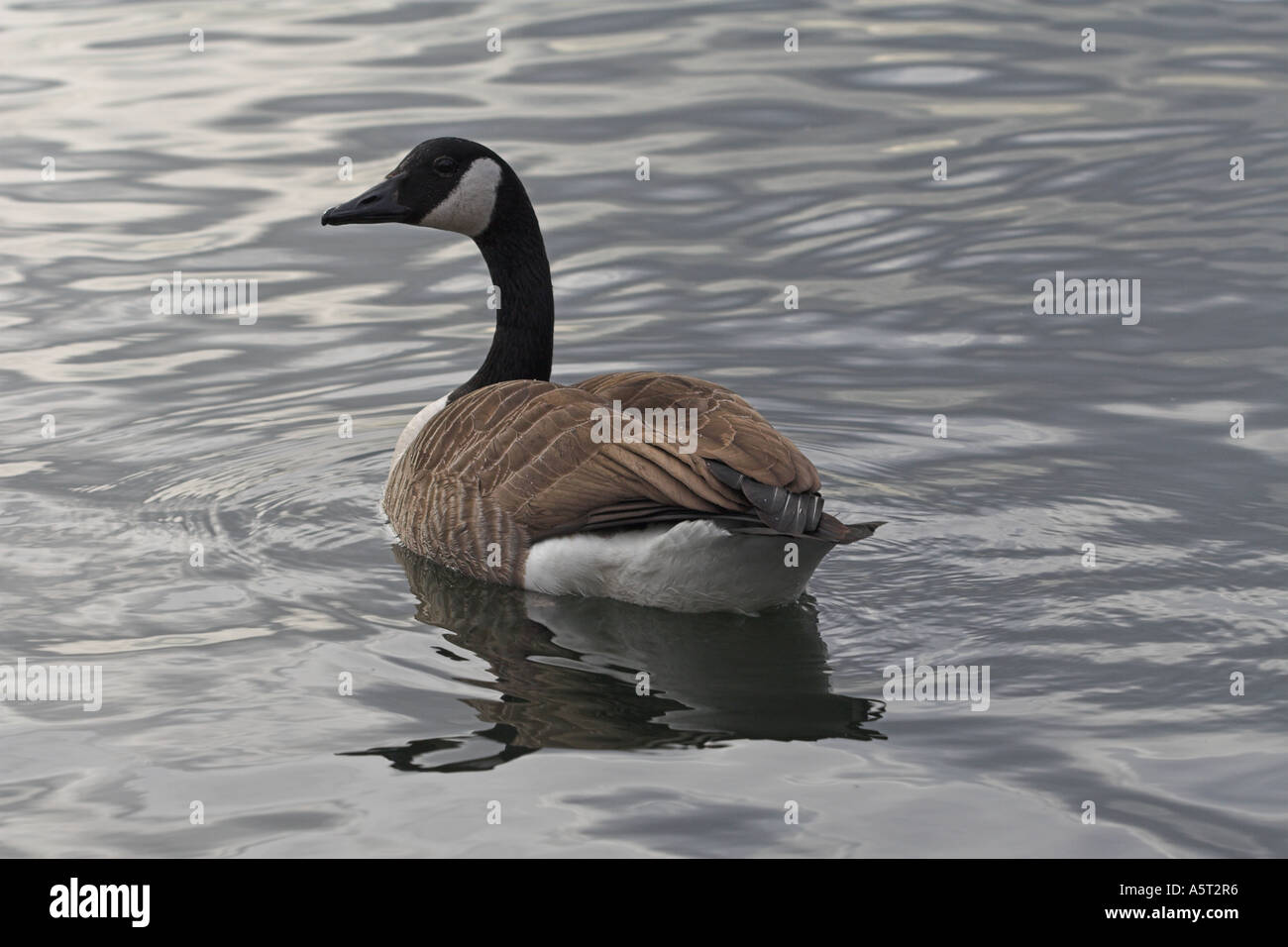 canada goose online fake canada goose online fake