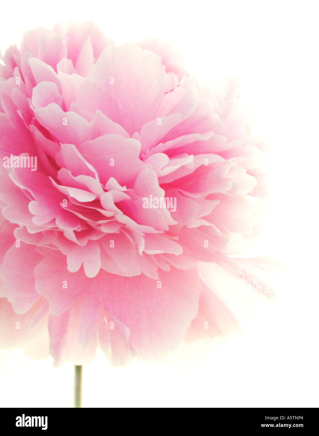 Beutiful a beutiful image of a blousy, pink peony flower stock photo Beutiful a beutiful image of a blousy, pink peony flower stock photo