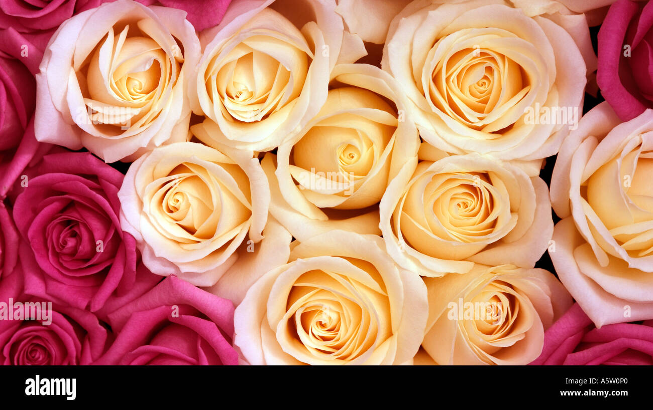 Beutiful full frame shot of beutiful roses stock photo, royalty free image Beutiful full frame shot of beutiful roses stock photo, royalty free image