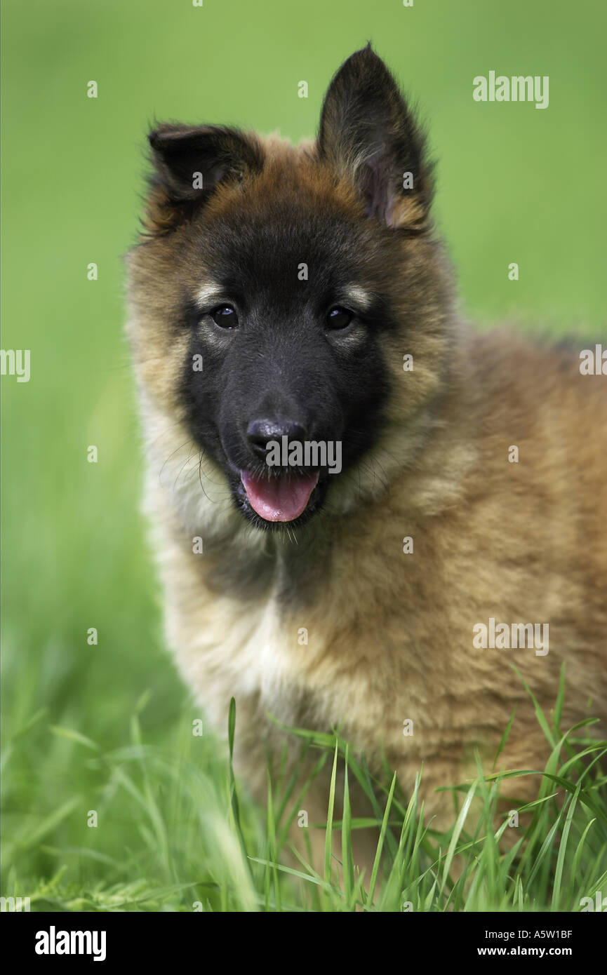 belgian shepherd for sale south africa belgium tervuren stock photos u0026 belgium tervuren stock images alamy belgian shepherd for sale south africa belgium tervuren stock photos u0026 belgium tervuren stock images alamy