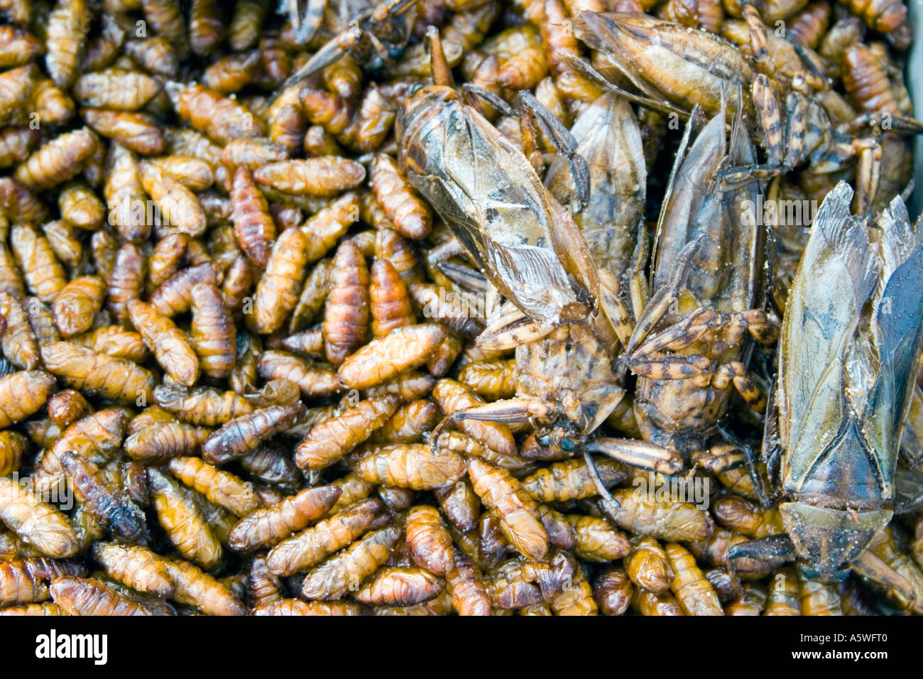 Crickets Locust to eat from roadside food stall Bangkok Thailand Stock