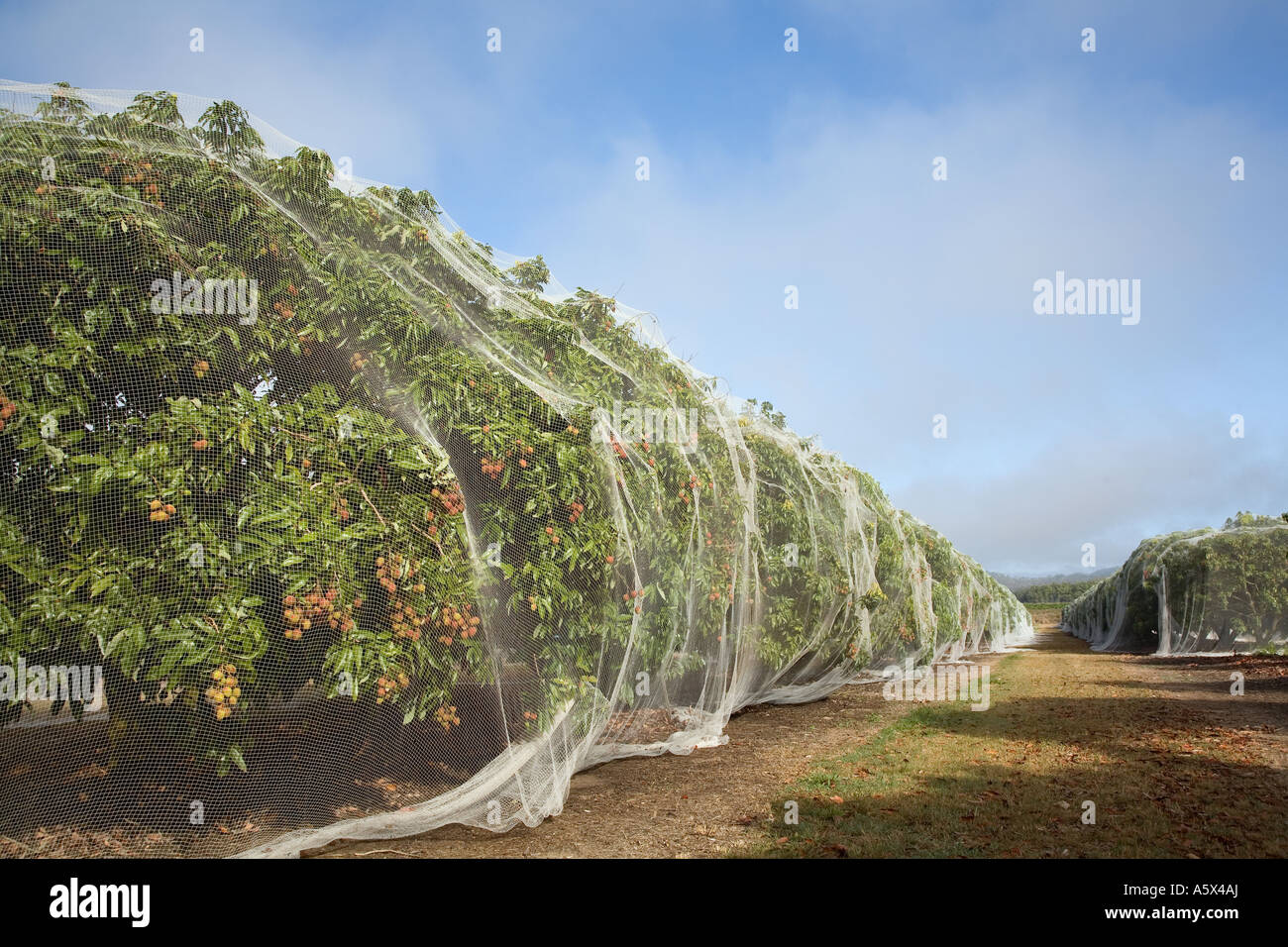 Lychee farming Mareeba Queensland AUSTRALIA Stock Photo, Royalty Free