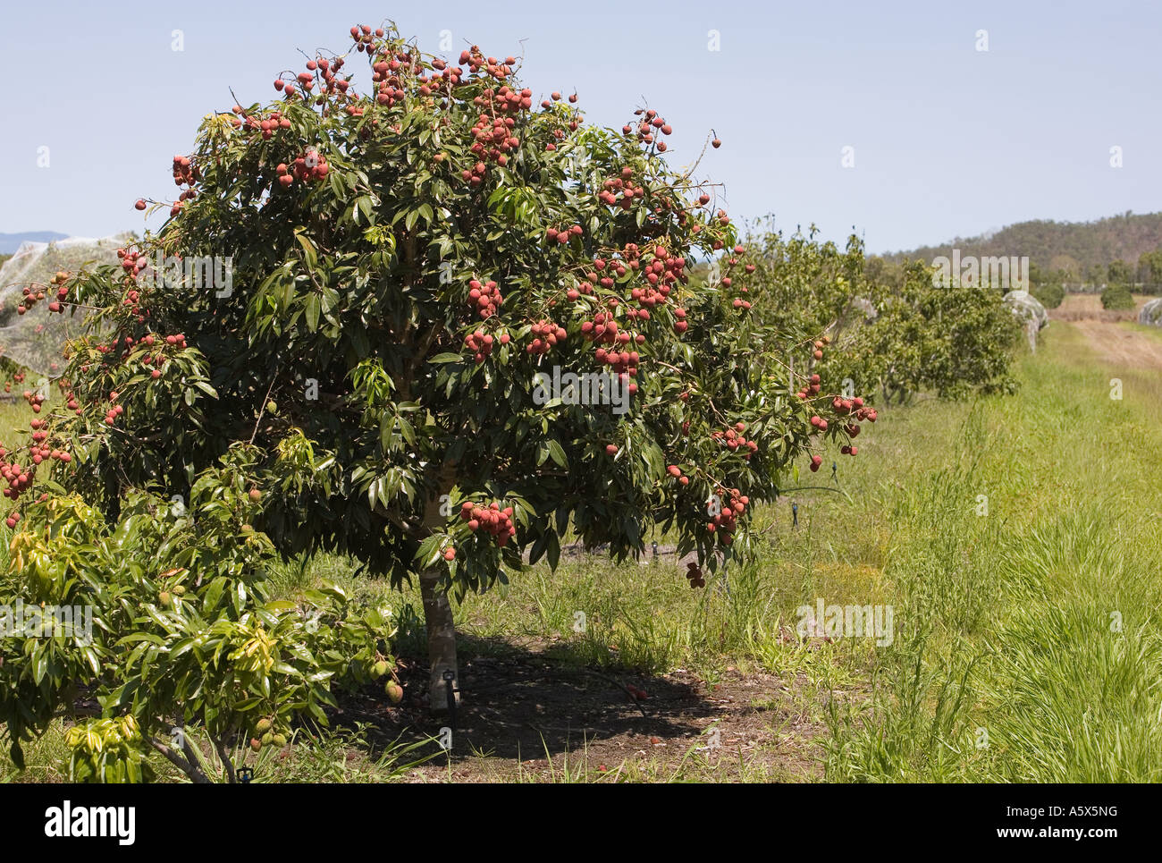 Lychee plantation Mareeba, Queensland, AUSTRALIA Stock Photo, Royalty