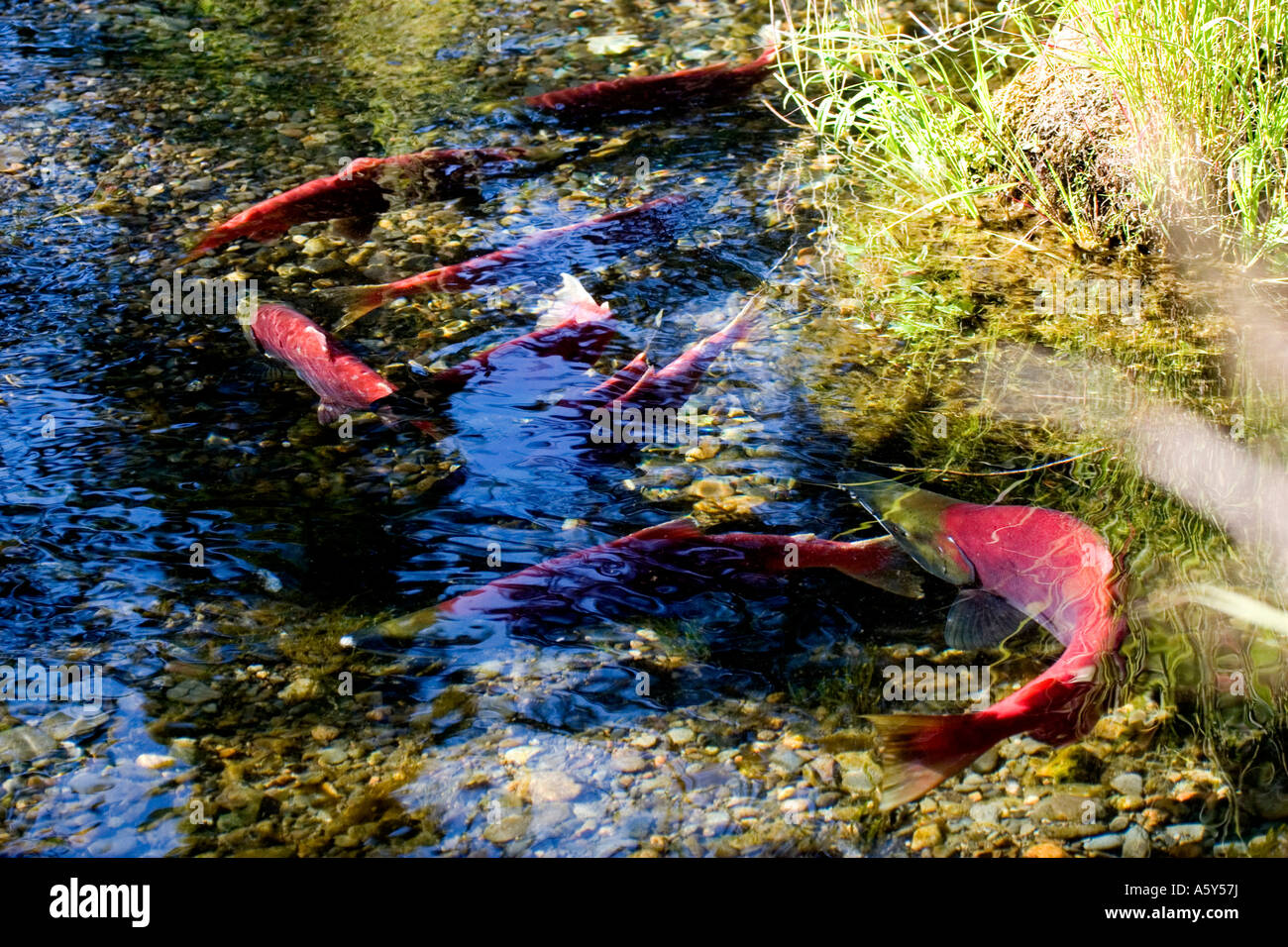 PF388D SOCKEYE (RED) SALMON IN SPAWNING BEDS Stock Photo, Royalty Free Image 11407397 Alamy