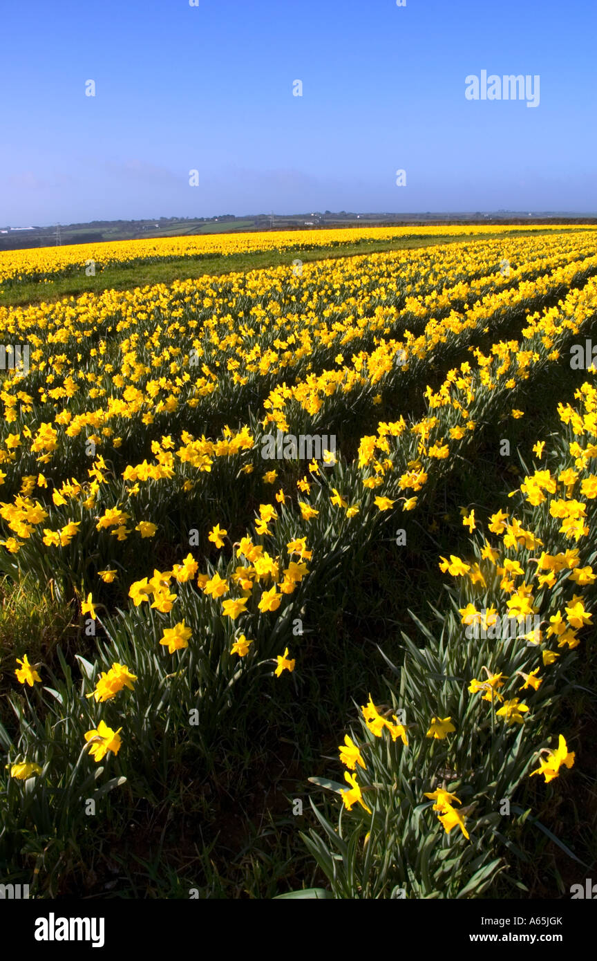 a field of golden daffodils near camborne in cornwall,england Stock