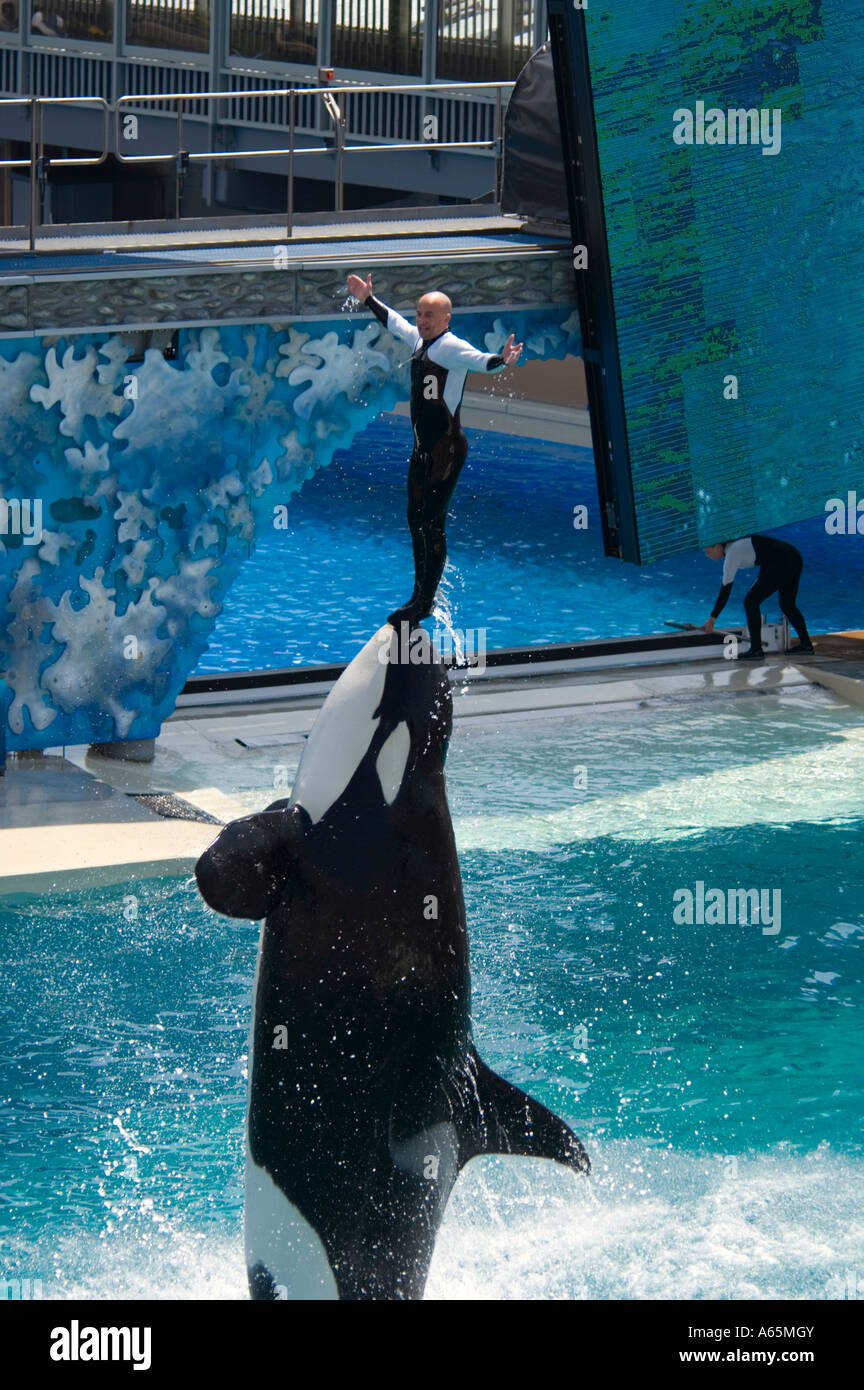 Killer Whale orcinus orca jumping out of water while performing Stock