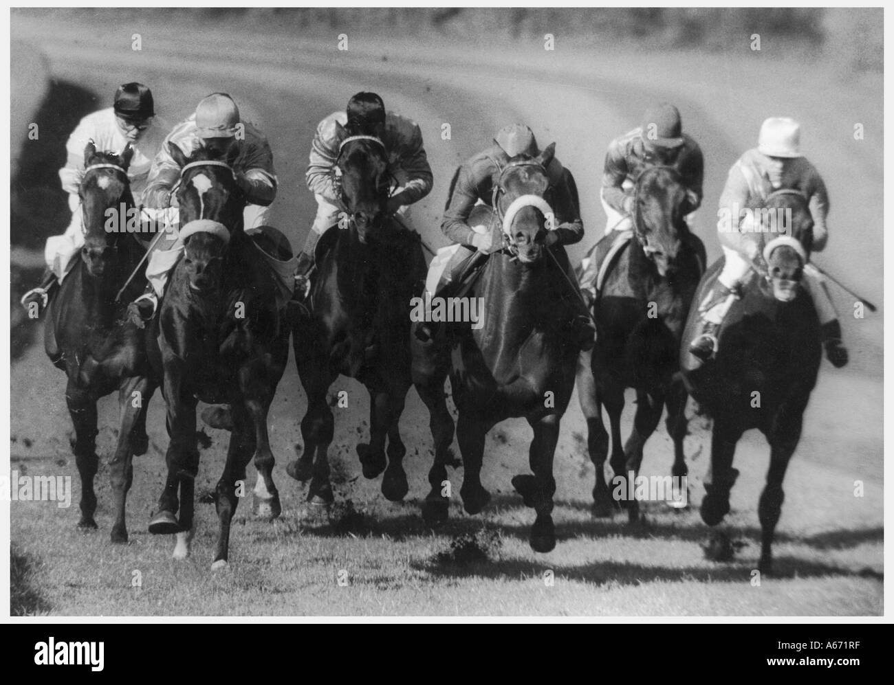 german-horse-racing-stockfoto-lizenzfreies-bild-6560830-alamy