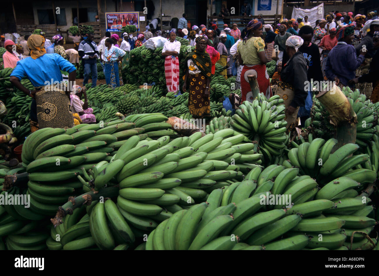 Wholesalers buying cooking bananas in bulk Mwika village, Kilimanjaro