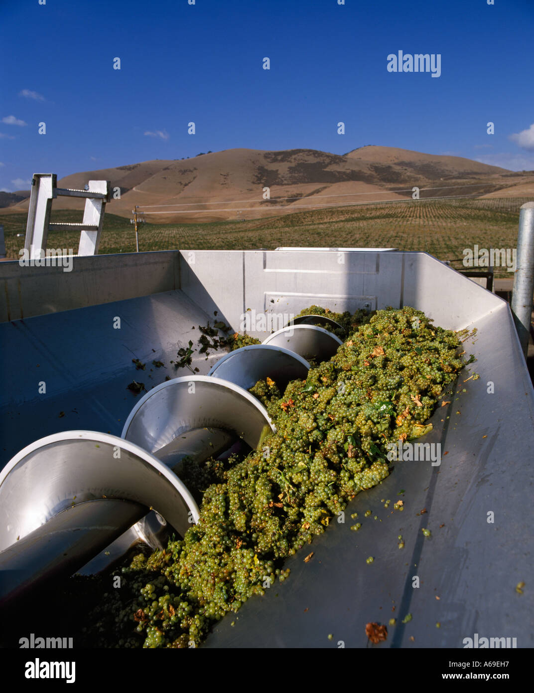 Chardonnay grapes in the receiving hopper at Cambria Winery near Stock