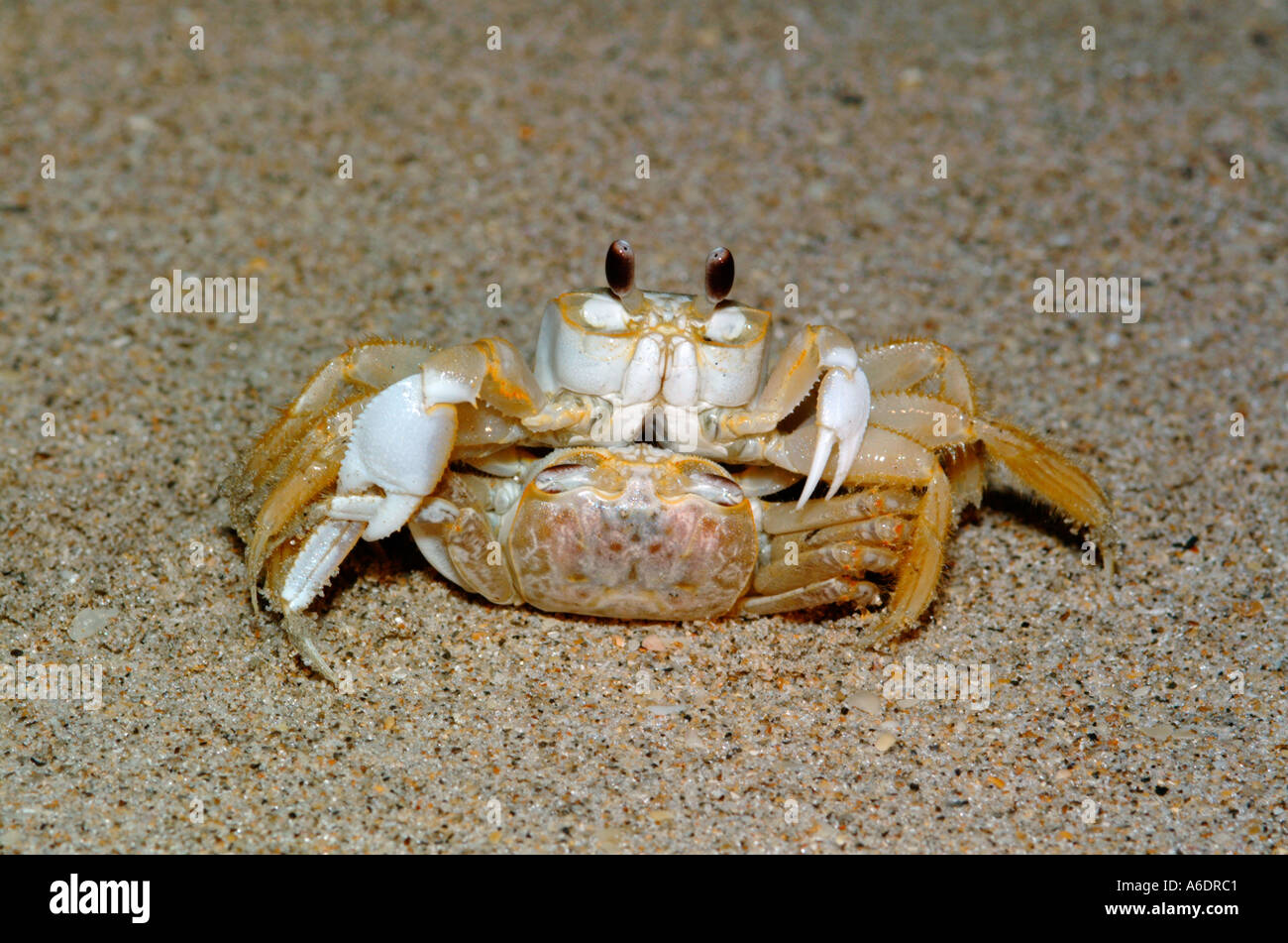 Ghost Crabs Ocypode Quadrata Mating Stock Photo Alamy