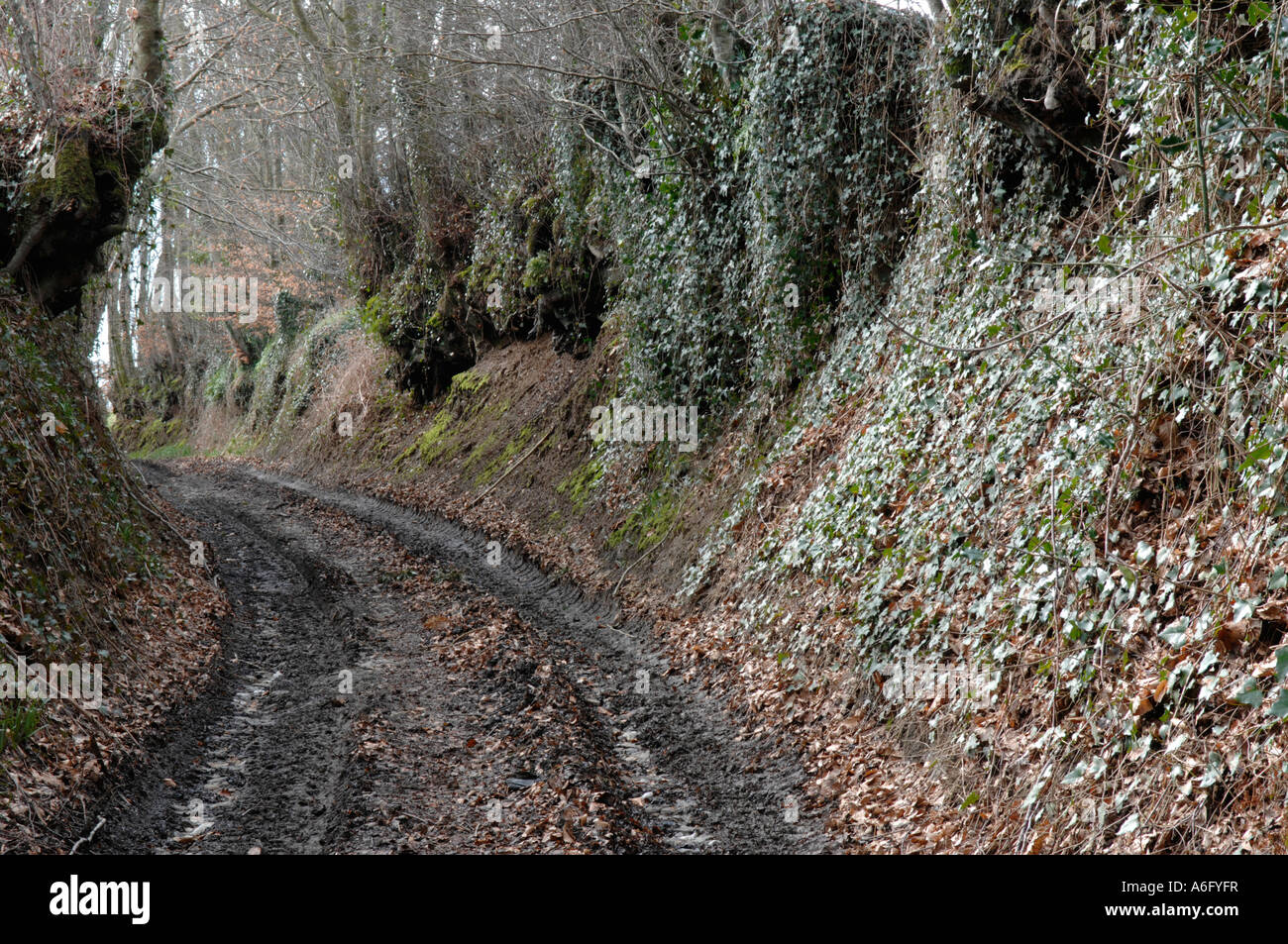 Typical bocage country Calvados 14 France Stock Photo, Royalty Free