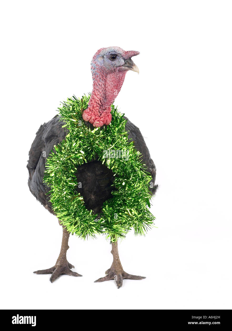 A turkey with tinsel around the neck ready for Christmas Stock Photo