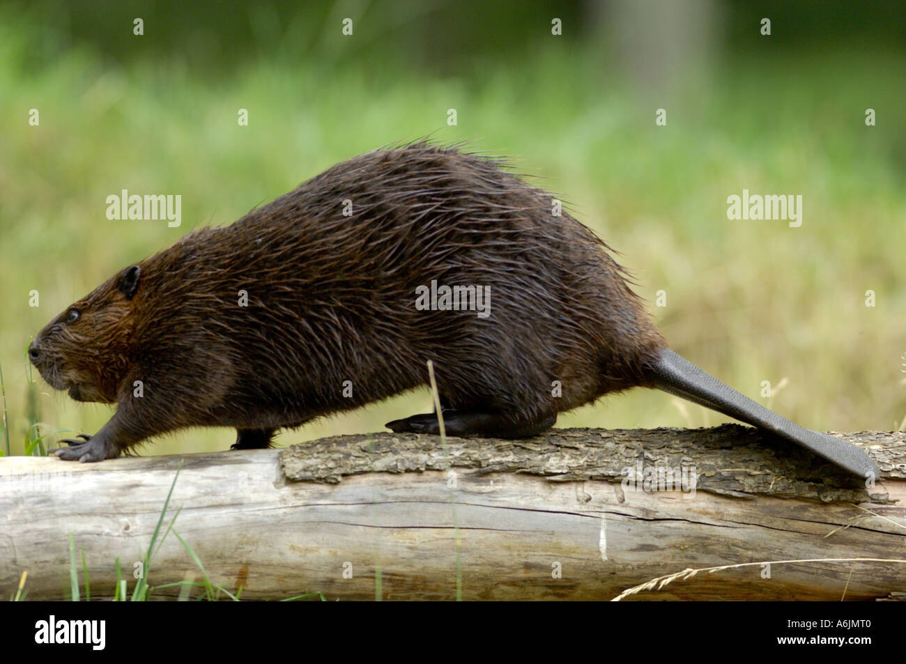 Eurasian beaver, European beaver (Castor fiber), beaver walking over