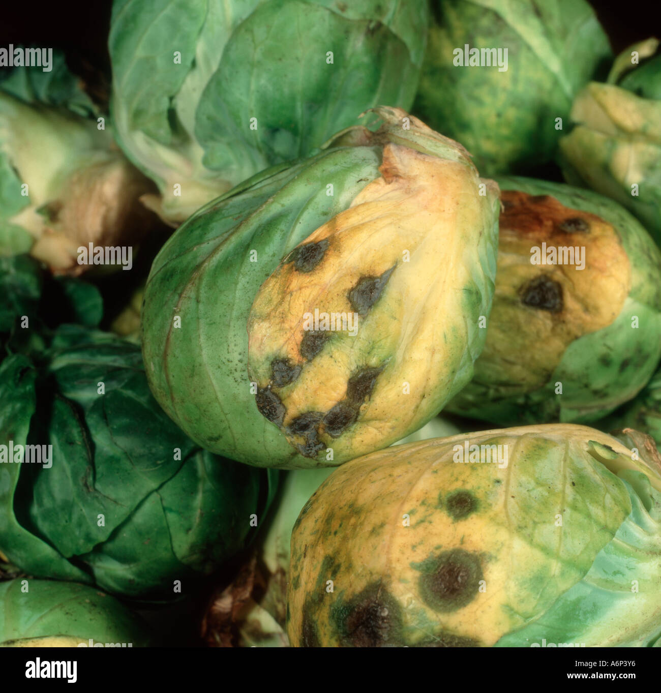 dark-leaf-spot-alternaria-brassicicola-on-harvested-brussel-sprouts-A6P3Y6.jpg