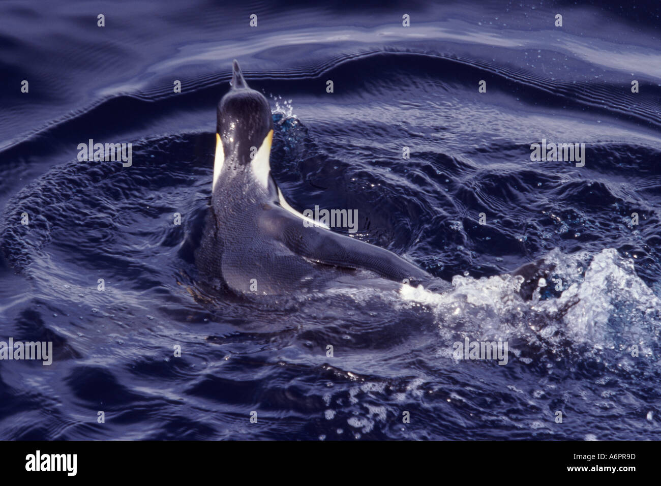 Emperor Penguin Swimming Atka Bay Antarctica Stock Photo Alamy